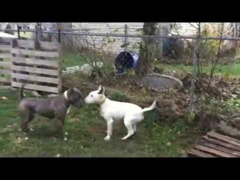 Aggressive Bull Terrier Flyod Social Progression | Majors Academy Dog Training and Rehabilitation