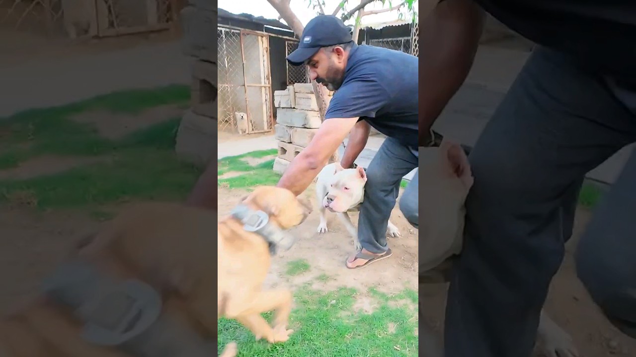 aggressive pitbull attack | rescue timely 😜 #pitbull  #doglover #dog