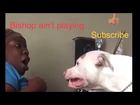 Aggressive pitbull scares woman