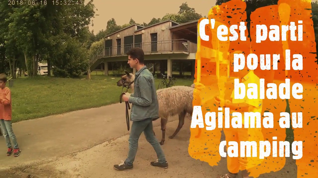 Agilama au camping Taille moyenne