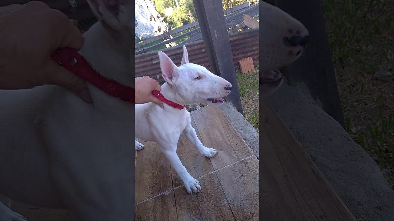 Agresiva Bull terrier