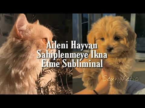 Aileni Hayvan Sahiplenmeye İkna Etme Subliminal🐱 [Çok Güçlü!]