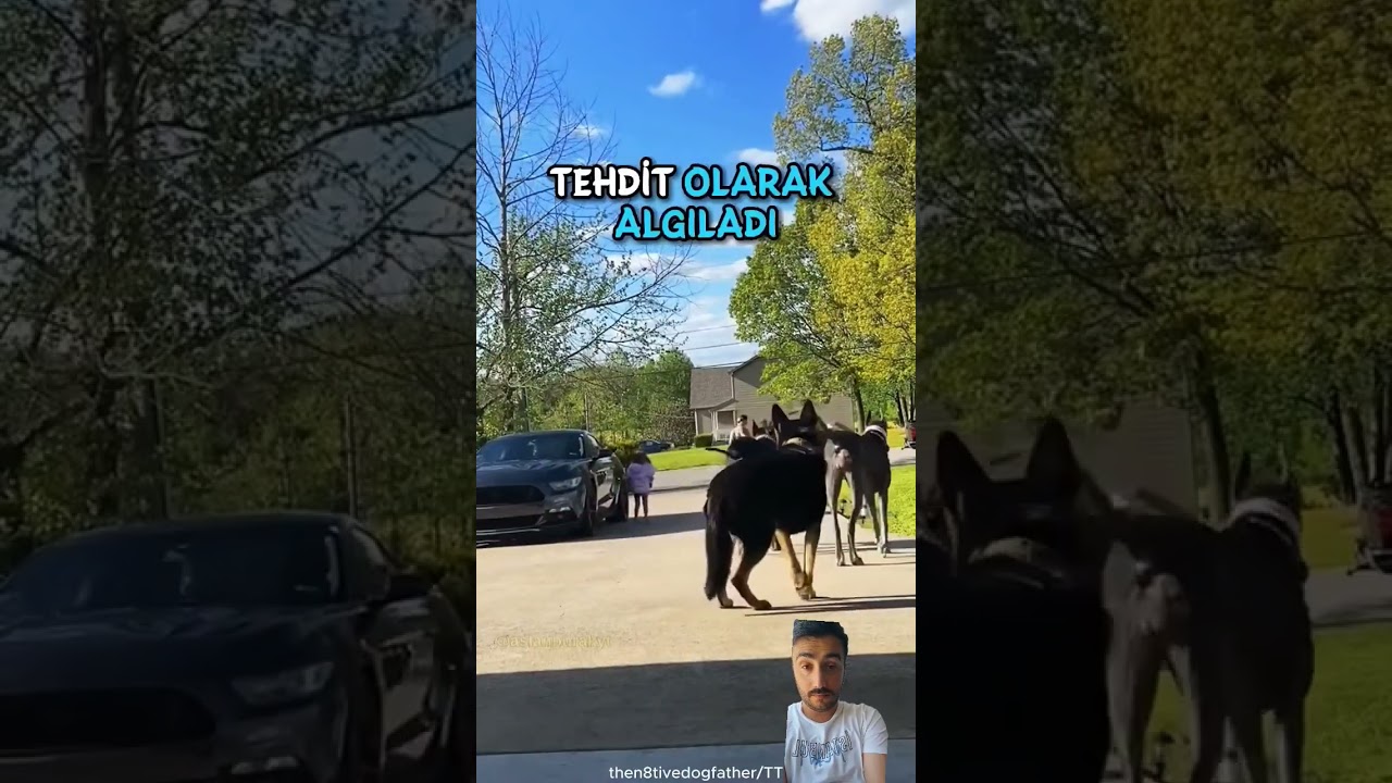 Aileyi koruyan özel eğitimli köpekler #shorts #viral #köpek