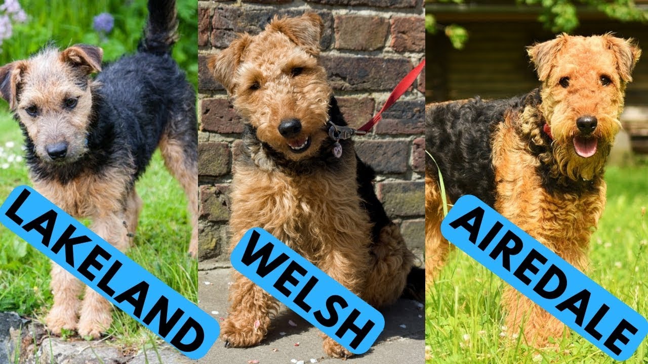 Airedale vs Welsh vs Lakeland Terrier Difference