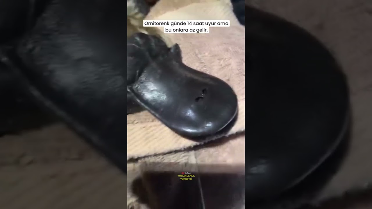 Ajan Perry Uyurken Görüntülendi 😂