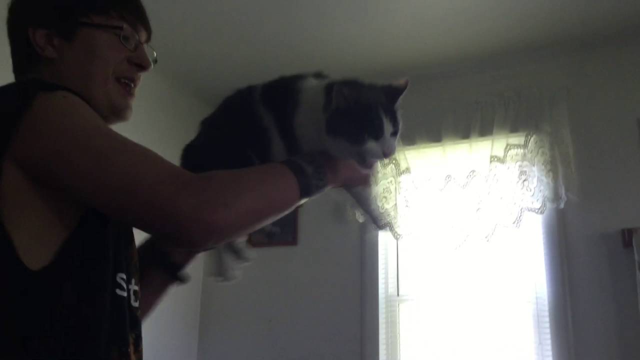 Ak47cat machine gun lol