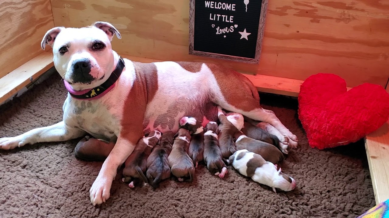 AKC Staffordshire Bull Terrier Puppies, 12 hours old
