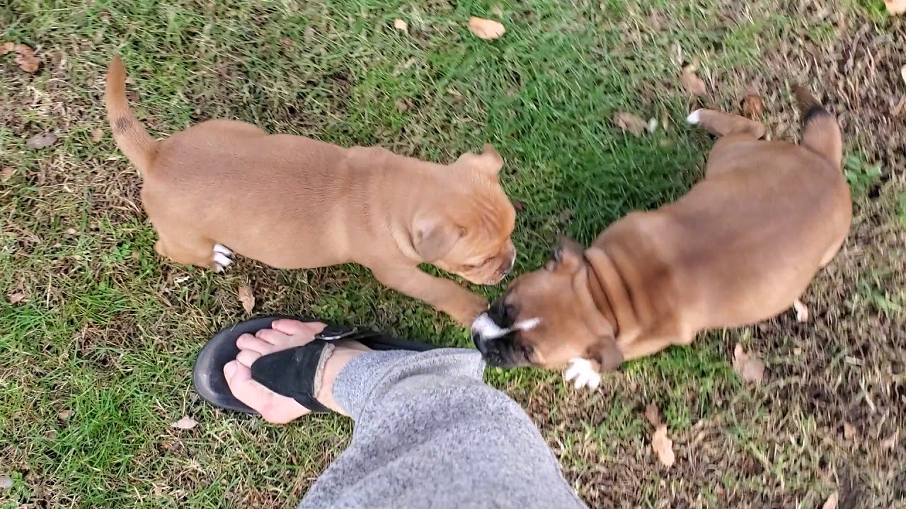 AKC Staffordshire Bull Terrier puppies 6 weeks old after long journey