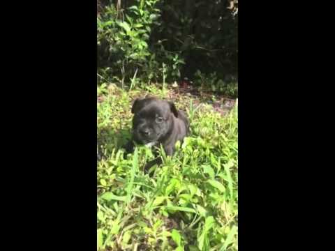 AKC Staffordshire Bull Terrier puppies for sale