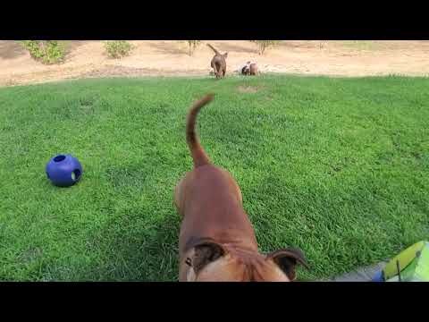AKC STAFFORDSHIRE BULL TERRIER PUPPY, 12 weeks