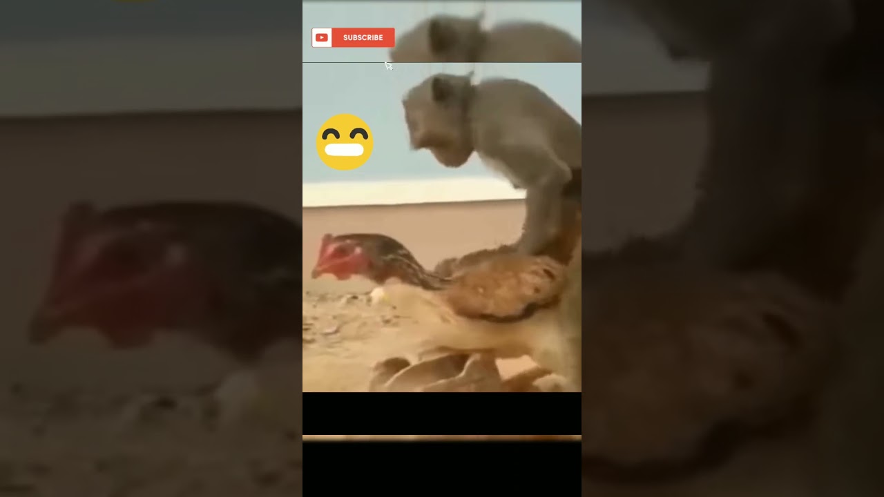aksi nekat monyet mencabuli ayam betina