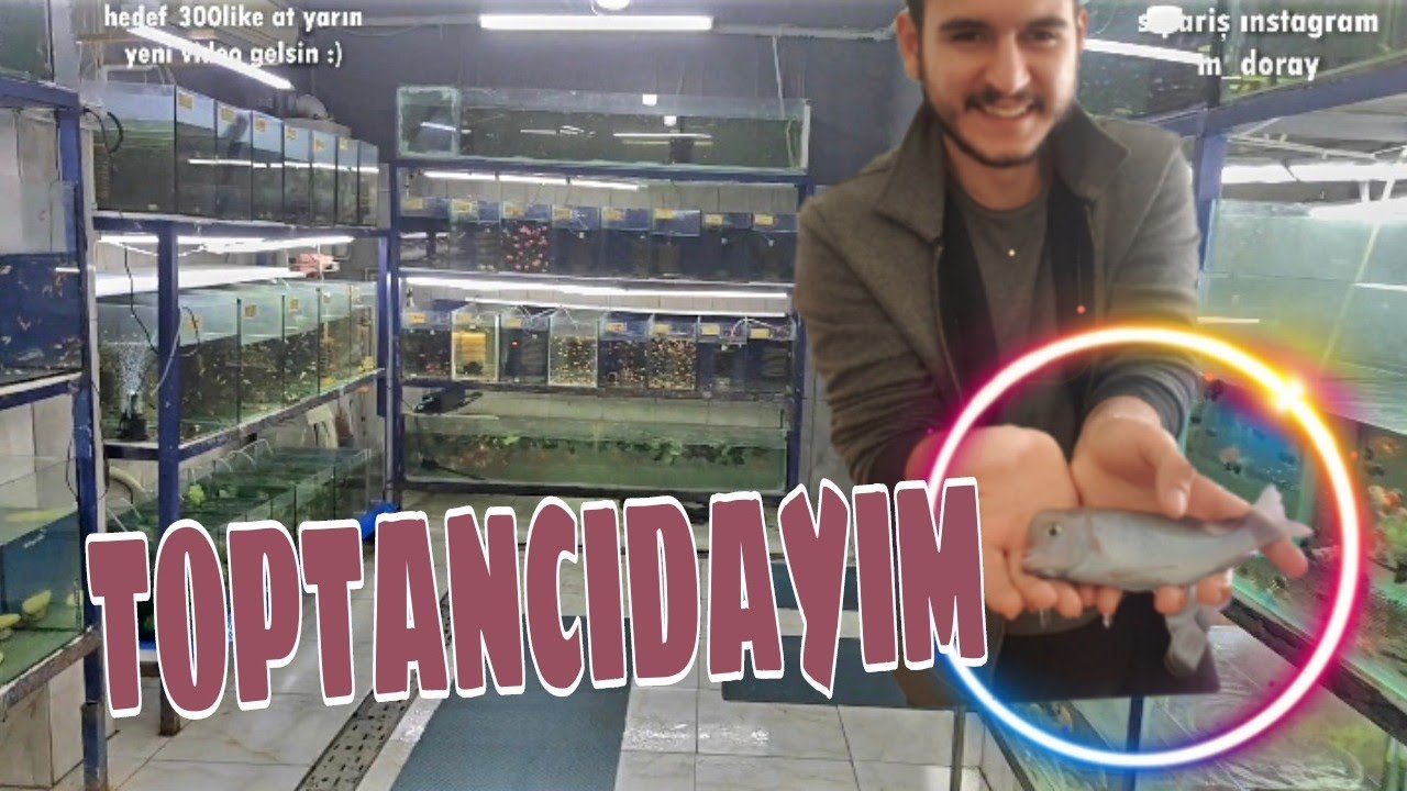 AKVARYUM BALIĞI TOPTANCISINA GELDİM