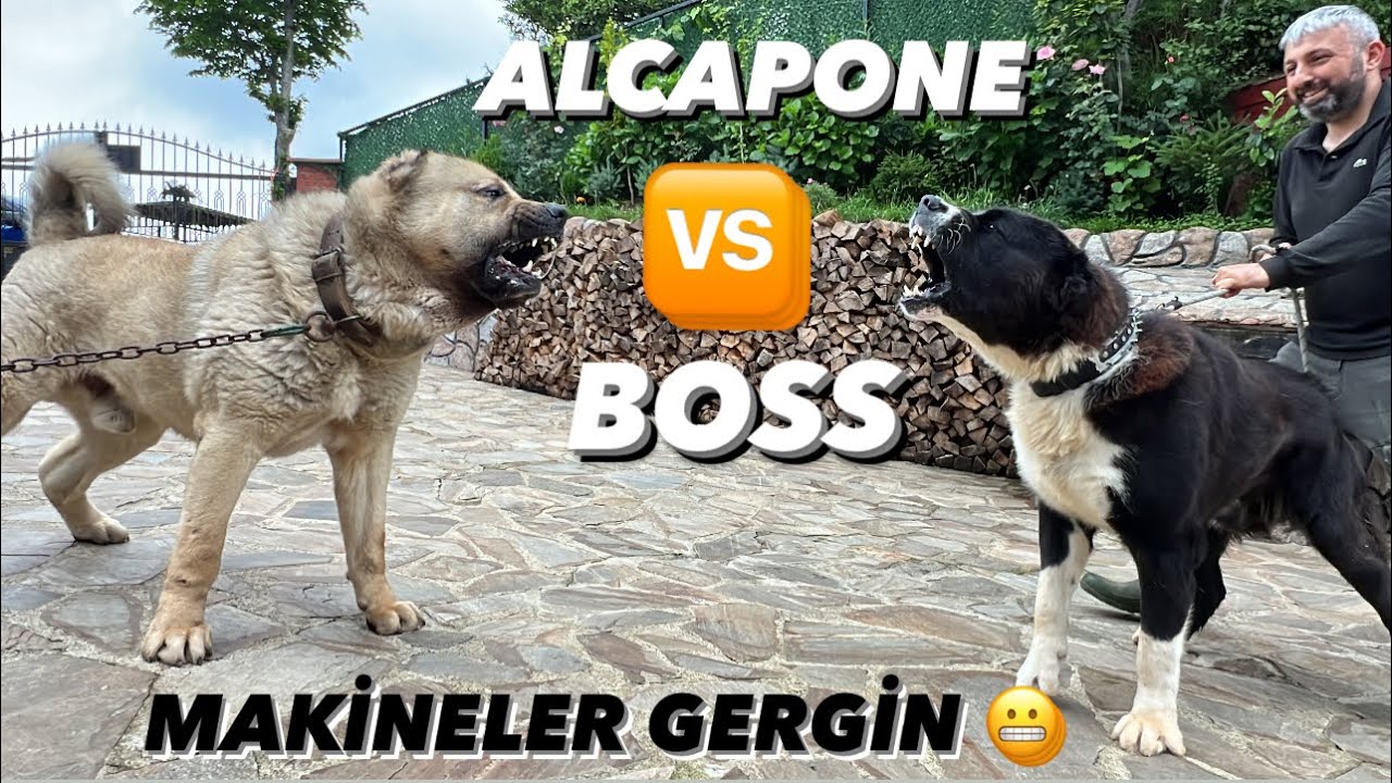 ALABAİ BOSS  ALCAPON’A RACON KESERKEN KORKTUMU ?