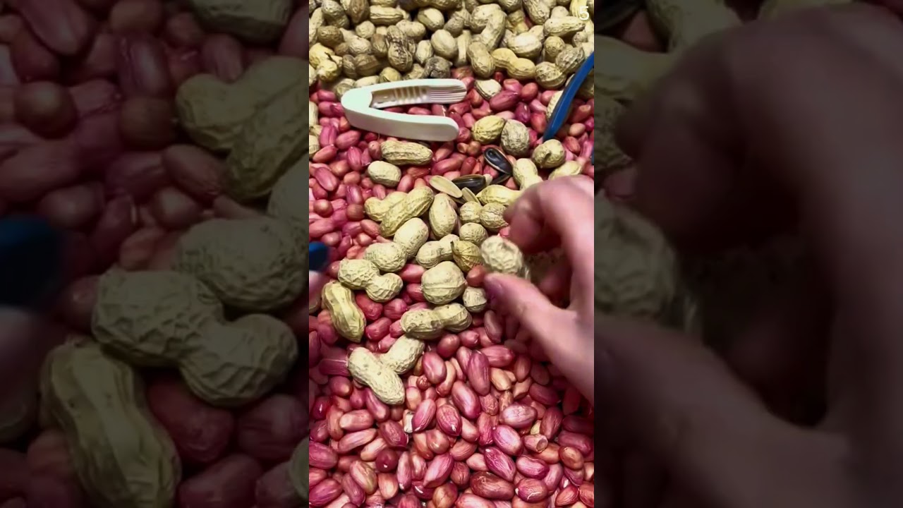 Alat cerdas sederhana untuk mengupas kulit kacang tanah dengan mudah #shorts