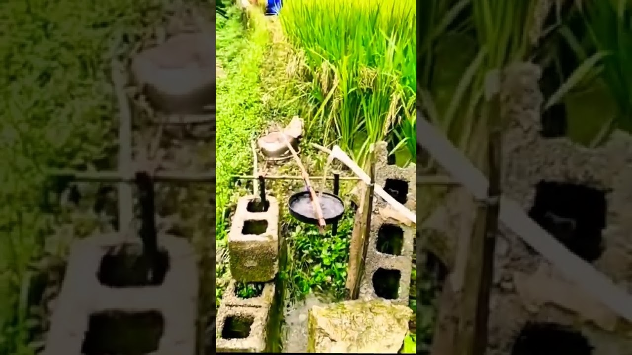Alat Pertanian Kreatif Pengusir Hama Burung Sawah #shorts