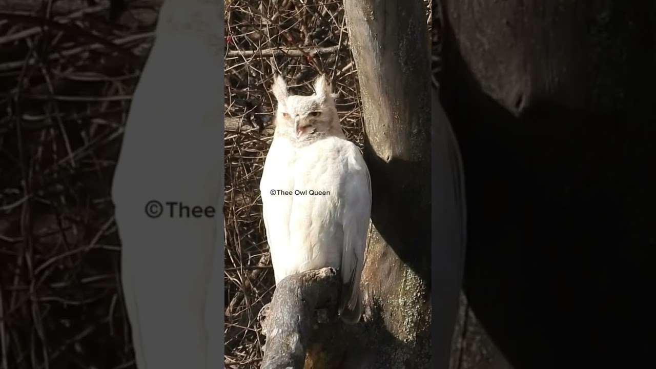 Albino owl VS crows #owls #wildlifevideography #crows #albino #leucistic #theeowlqueen