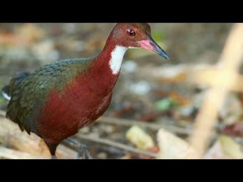 Aldabra Rail Documental