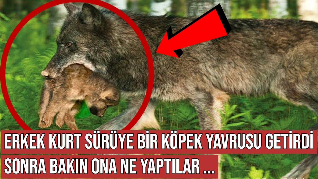 Alfa Kurt Sürüye Bir Köpek Yavrusu Getirdi, Sonra Bakın Ona Ne Yaptılar