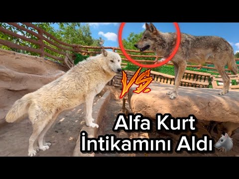 ALFA KURT,GENÇ KURTTAN İNTİKAMINI ALDI🐺