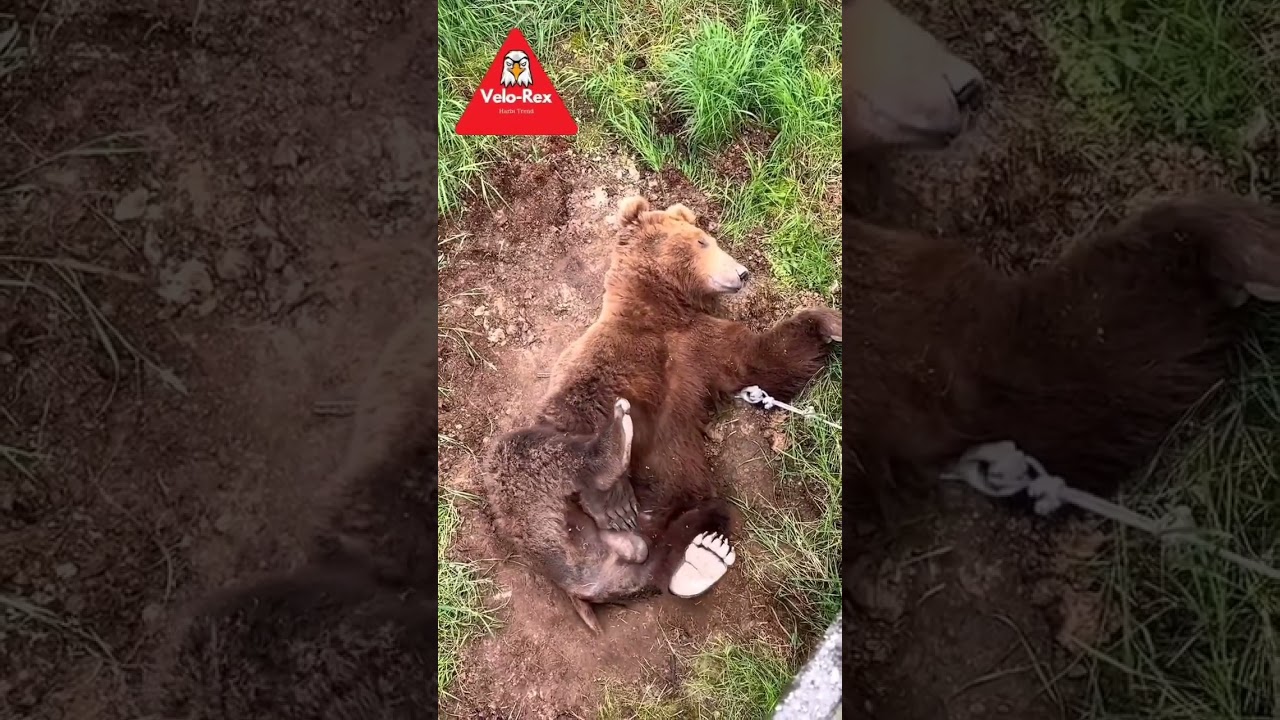 Çaliş çaliş ananın ami bi kariş 😅😂😂
