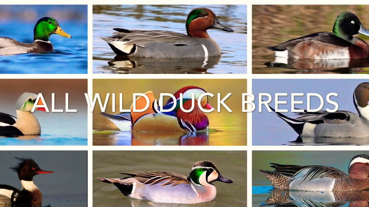 All Wild Duck Species