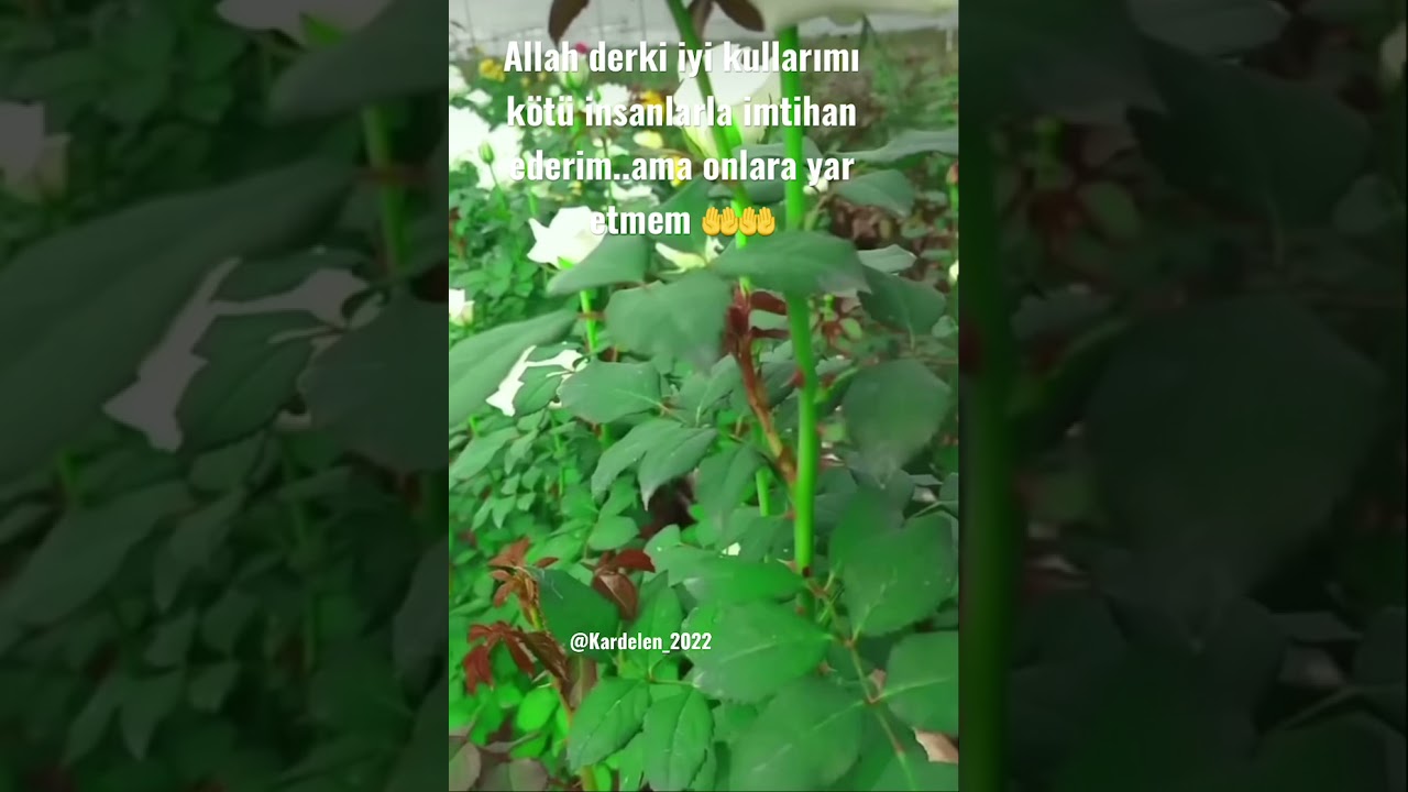 Allah iyi kullarını kötülere yar etmez