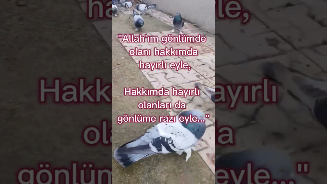 Allah'ım Gönlümde Olanı Hakkımda Hayırlı Eyle #huzurislamda #dua #dualar #dinivideolar