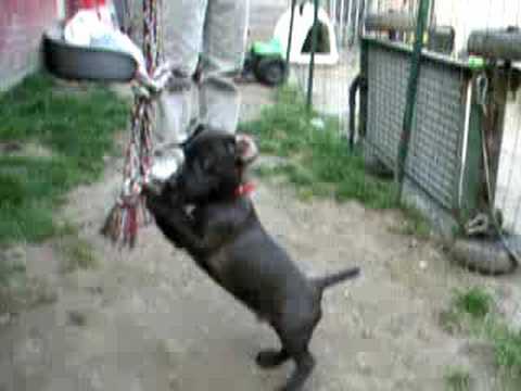 Allbulldogsaints Hangtime Mister Paddy Patterdale terrier