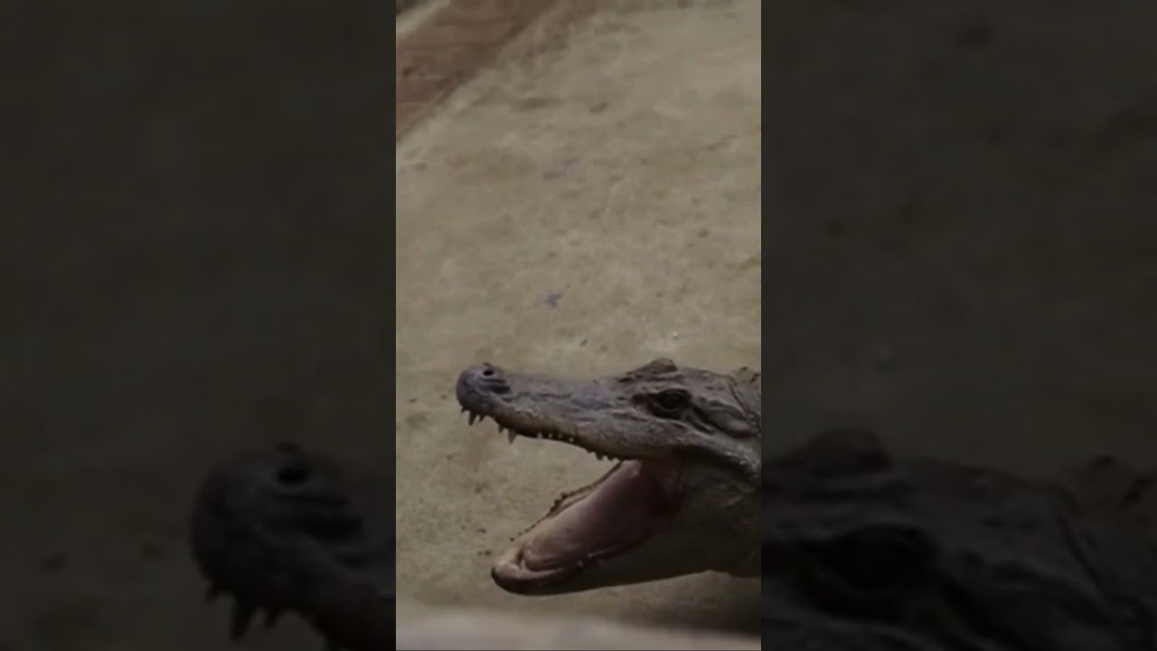 alligator bites iPhone😱☠️#shorts #apple #iphone #views #techrax