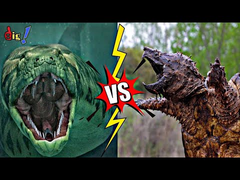Alligator snapping turtle vs anaconda, who will win?#shorts #ytshorts