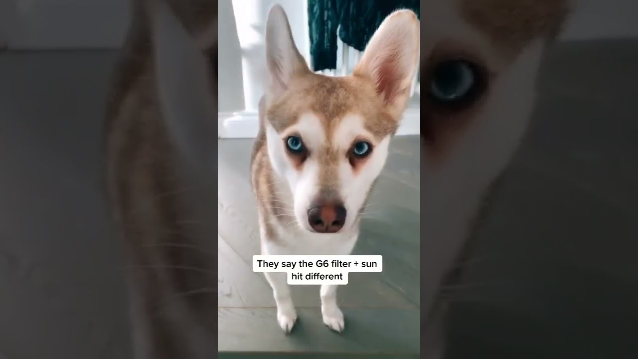 Am I more handsome in 1 or 2? #fyp #viral #dogsoftiktok #oops