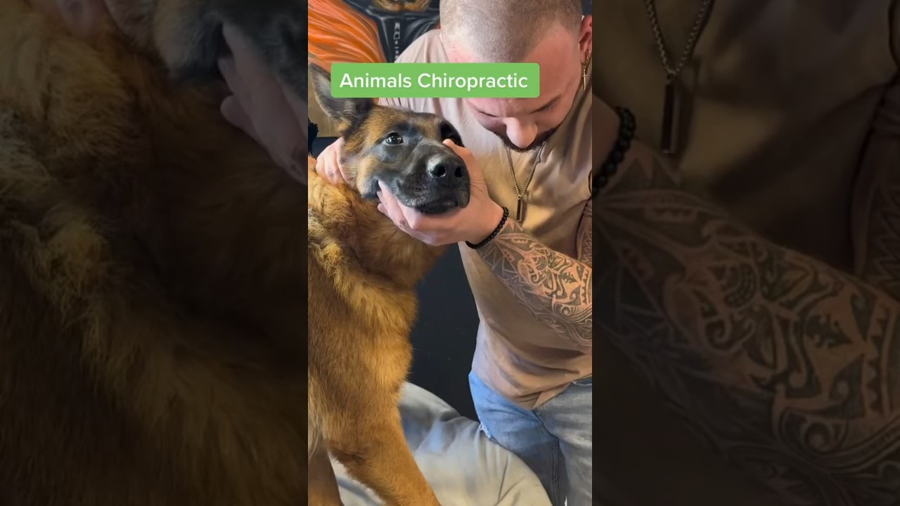 Amazing Animal Chiropractic! #animals #dog #shorts