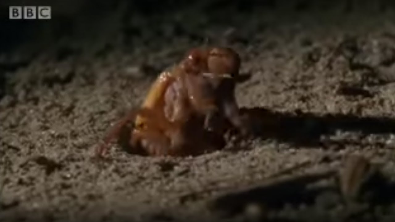 Amazing Cicada Life Cycle | Sir David Attenborough's Life In the Undergrowth | BBC