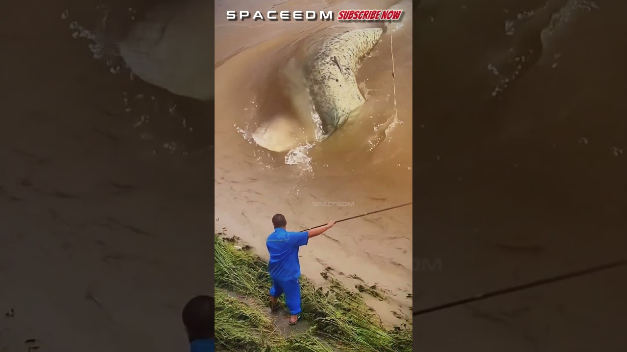 AMAZING! GIANT CATFISH DISTURBING FISHERS #fishing