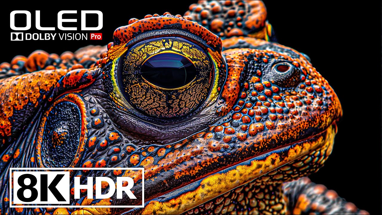 Amazing HDR 8K 60FPS Video With Dolby Vision #8k #hdr