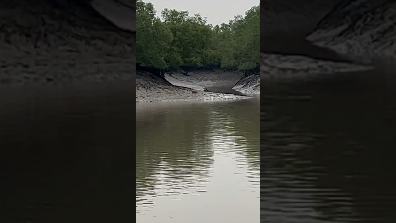 Amazing Mangrove Sundarban, Bangladesh in the downtime| #sundarban