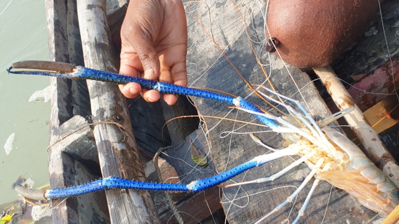 Amazing Shrimp Fish Hunting | Prawn fishing River By Hook | Fishing Trap BD