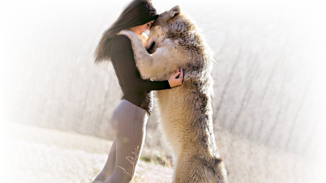 Amazing Story about the incredible Loyalty of a Wolf