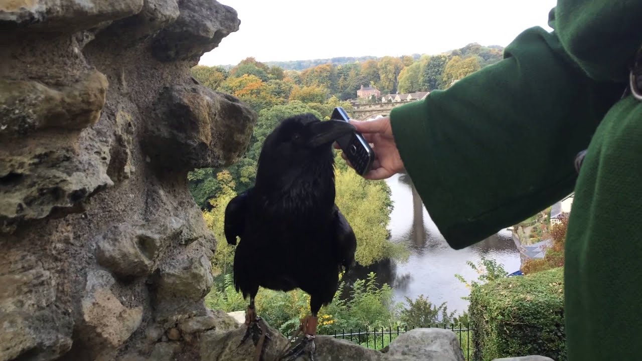 Amazing Talking And Singing Raven!
