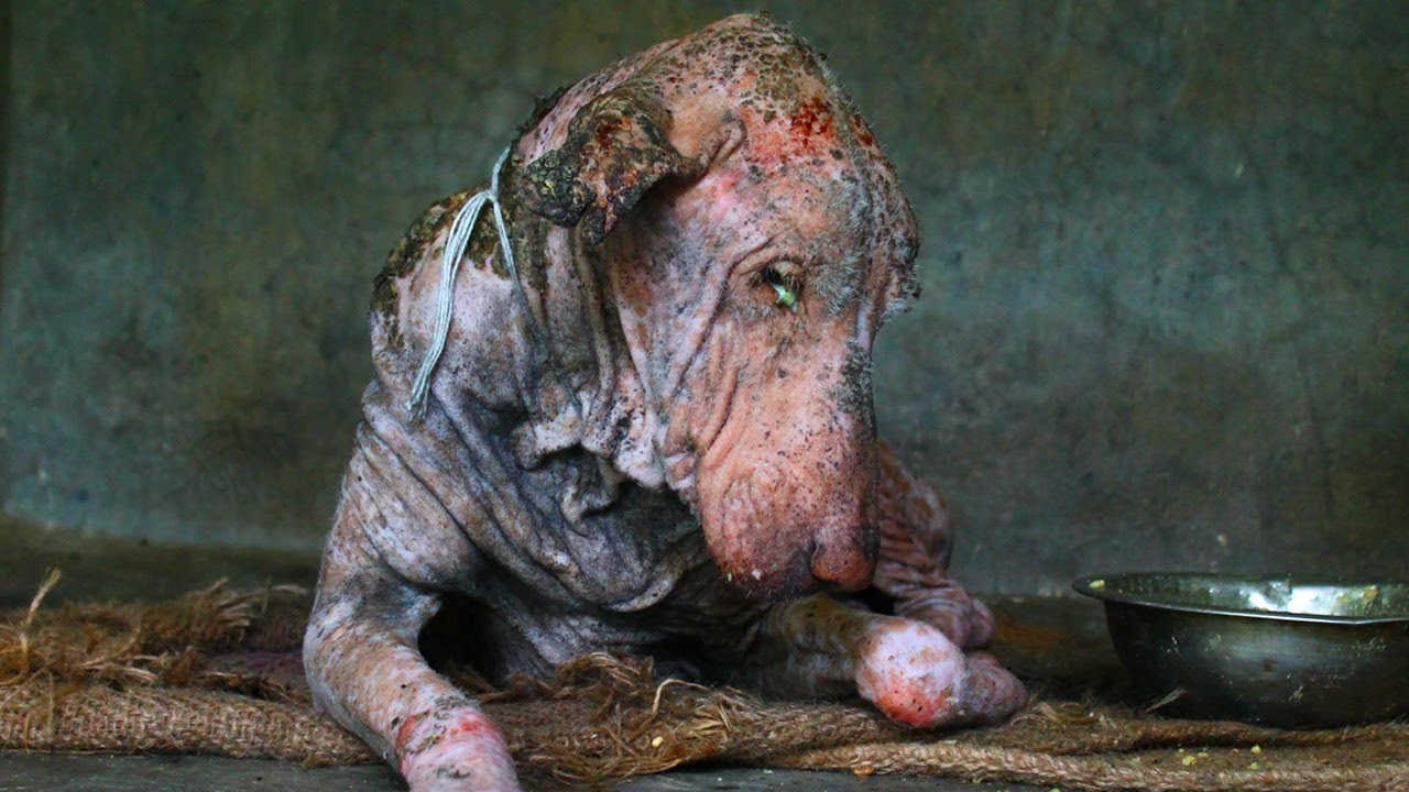Amazing transformation of sick dog who had given up hope.
