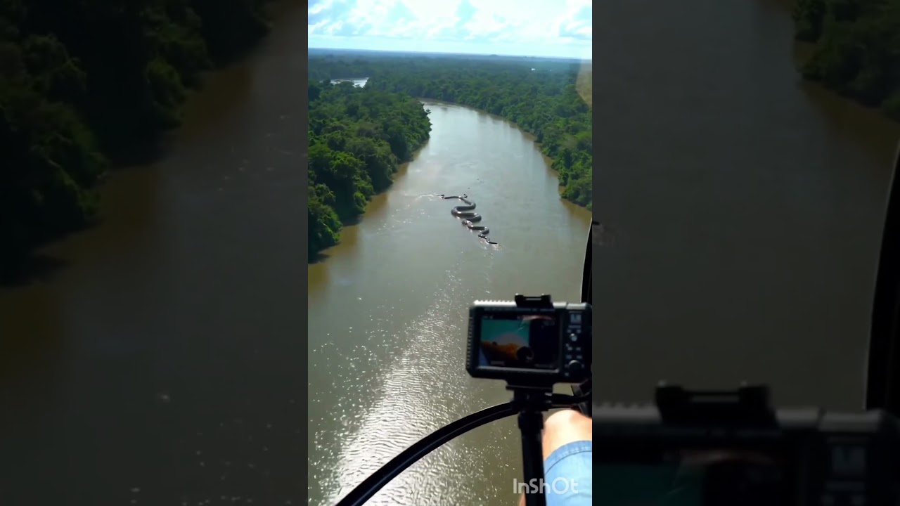 AMAZON DEV ANAKONDA ( AMAZON GIANT ANACONDA )