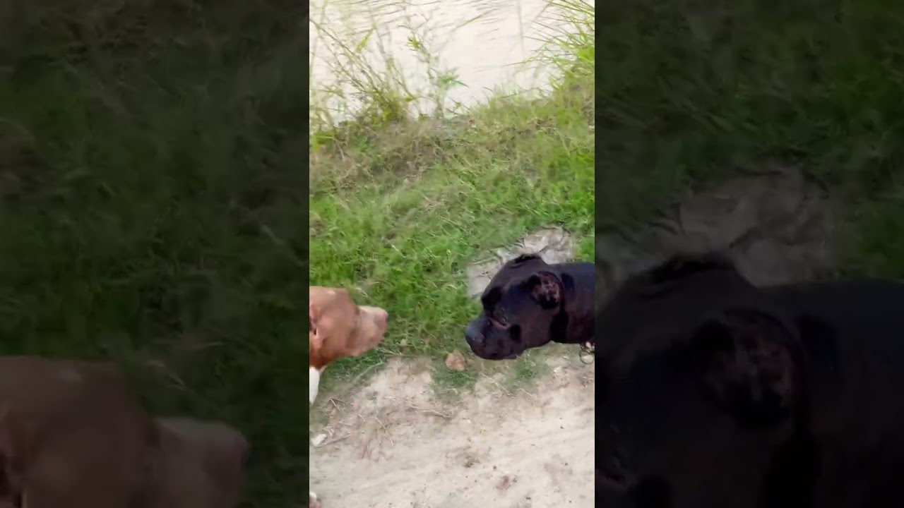 Ambully vs pitbull 😡 #viral #puppy #dogbreed
