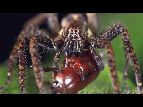 AMC Fearfest 2012 Mini-Docs: Bugged To Death