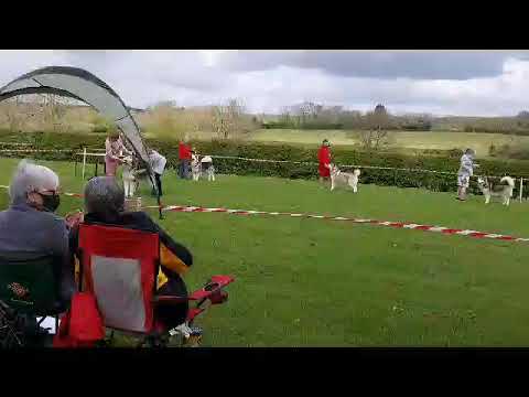 AMCUK May 2021 Open Show