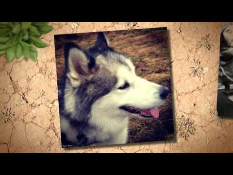AMCUK RESCUE OAKLEY - CAN YOU GIVE OAKLEY A HOME? www.malamuterescue.org.uk
