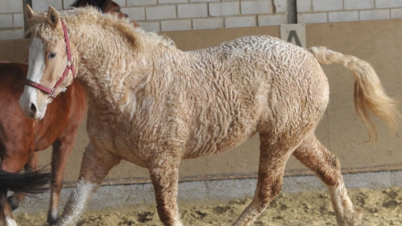 American Bashkir Curly Horses | Eye-Catching Hypoallergenic