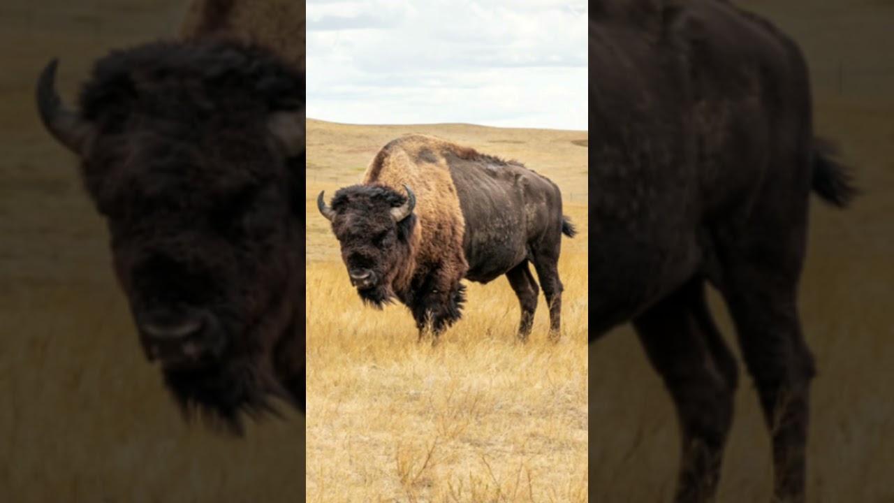 American bison sound