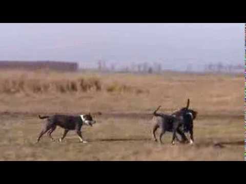 American Blue nose Pit-Bull (Kira Irisz & Hera stick game 4)