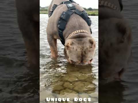 American Bully Face 🔥👹🤬🔥 | Xbully