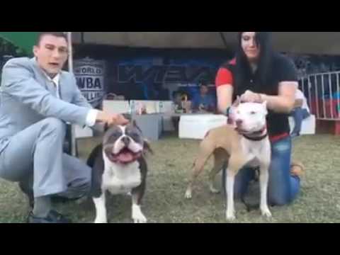American Bully vs real Pitbull (APBT) - Real difference